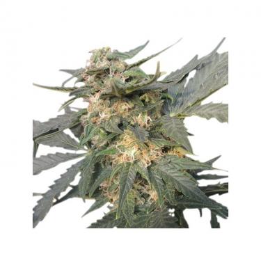 royal-haze-automatic-3-fem.jpg