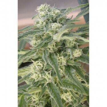 special-queen-n1-1-fem.jpg