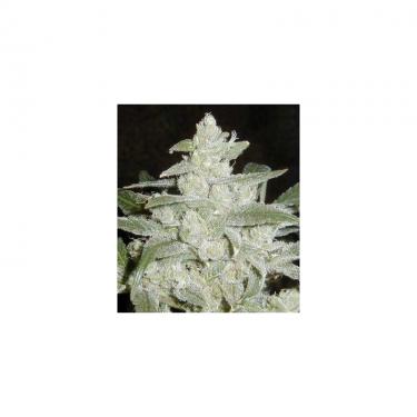 white-widow-10-semillas-feminizadas-dutch-passion.jpg