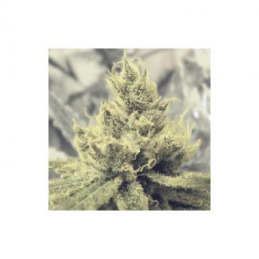 y-griega-3-fem.jpg