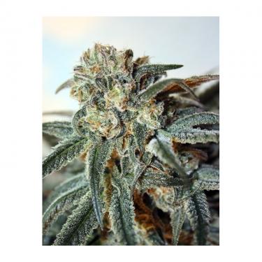 zombie-kush-1-semillas-feminizadas-ripper-seeds.jpg